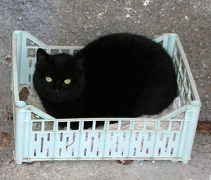 Black #4