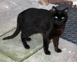 Chicco #1