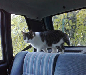 Polly #12