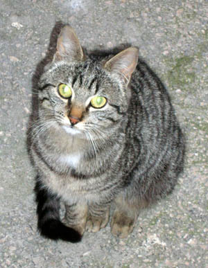 Victor #2