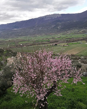 #mothernature Mandorlo