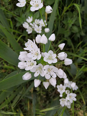#mothernature Allium neapolitanum