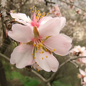 #mothernature Prunus dulcis